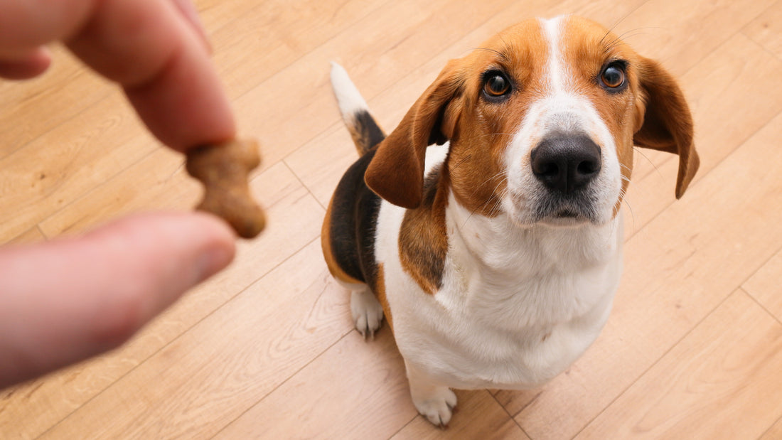 Facts About Beagle Dogs