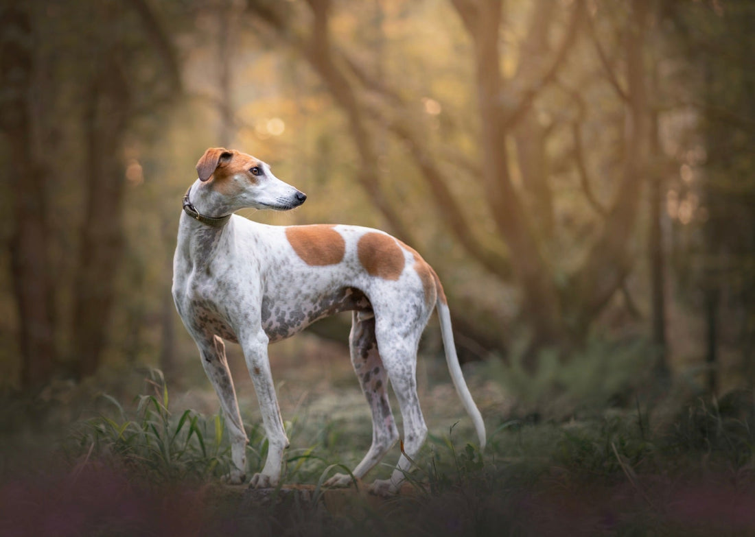 All About Lurcher Dogs