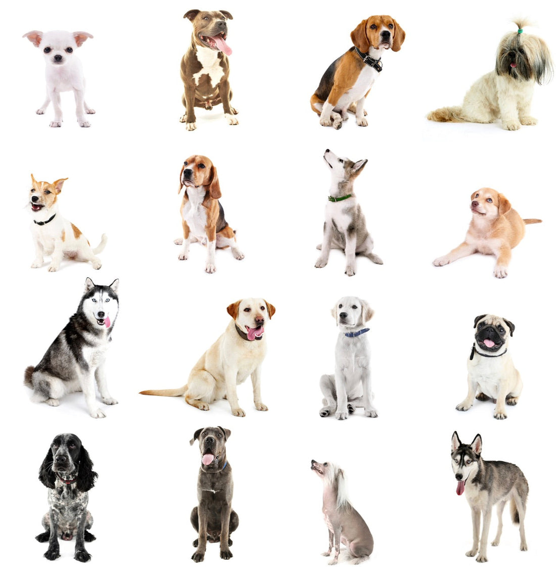 Top 50 Dog Breeds