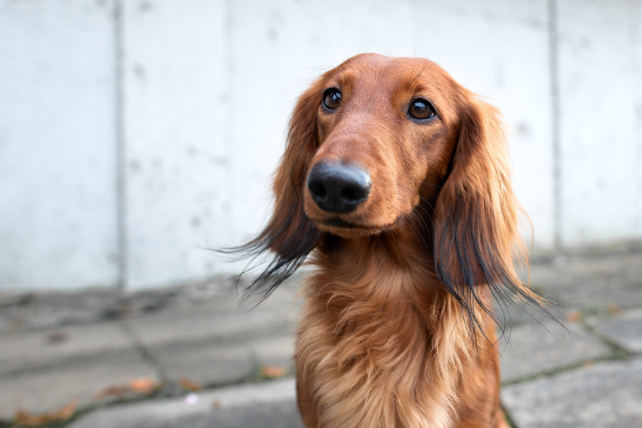 Facts About Dachshund Dogs