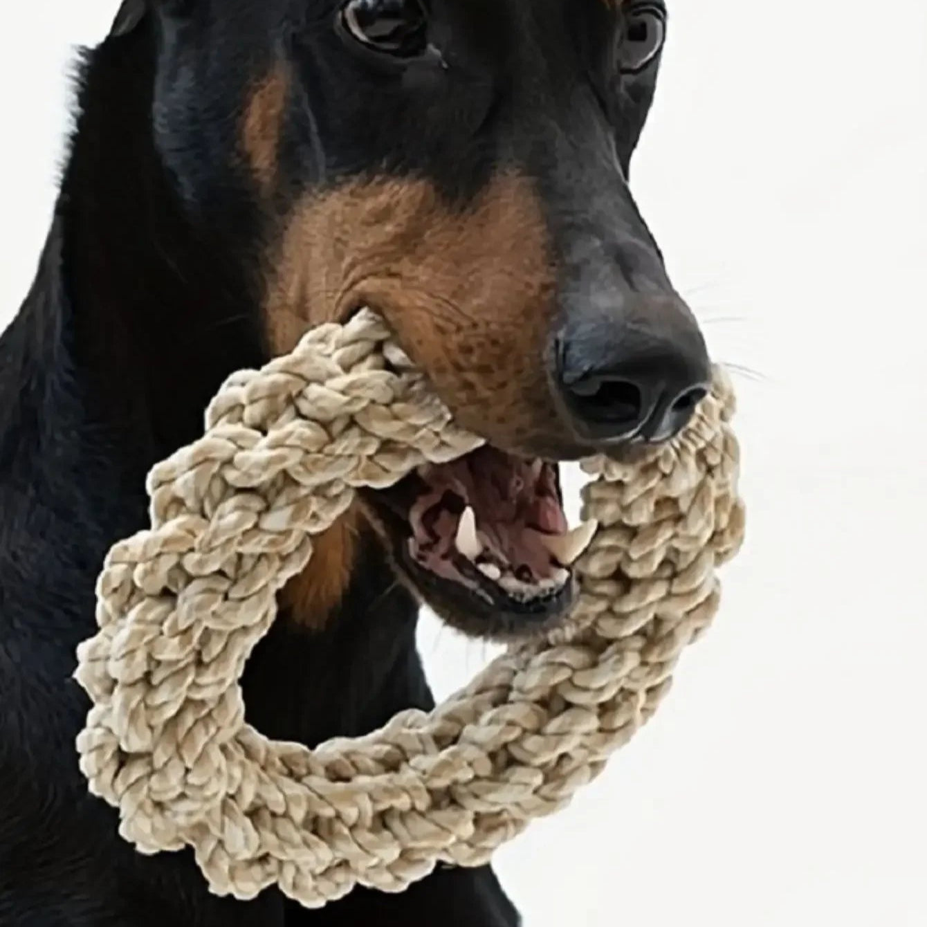 Dog playing with a braided rope toy on a white background