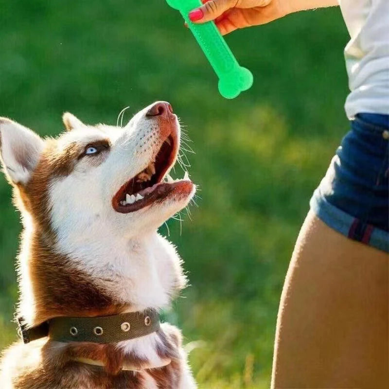 Dog Chew Bone