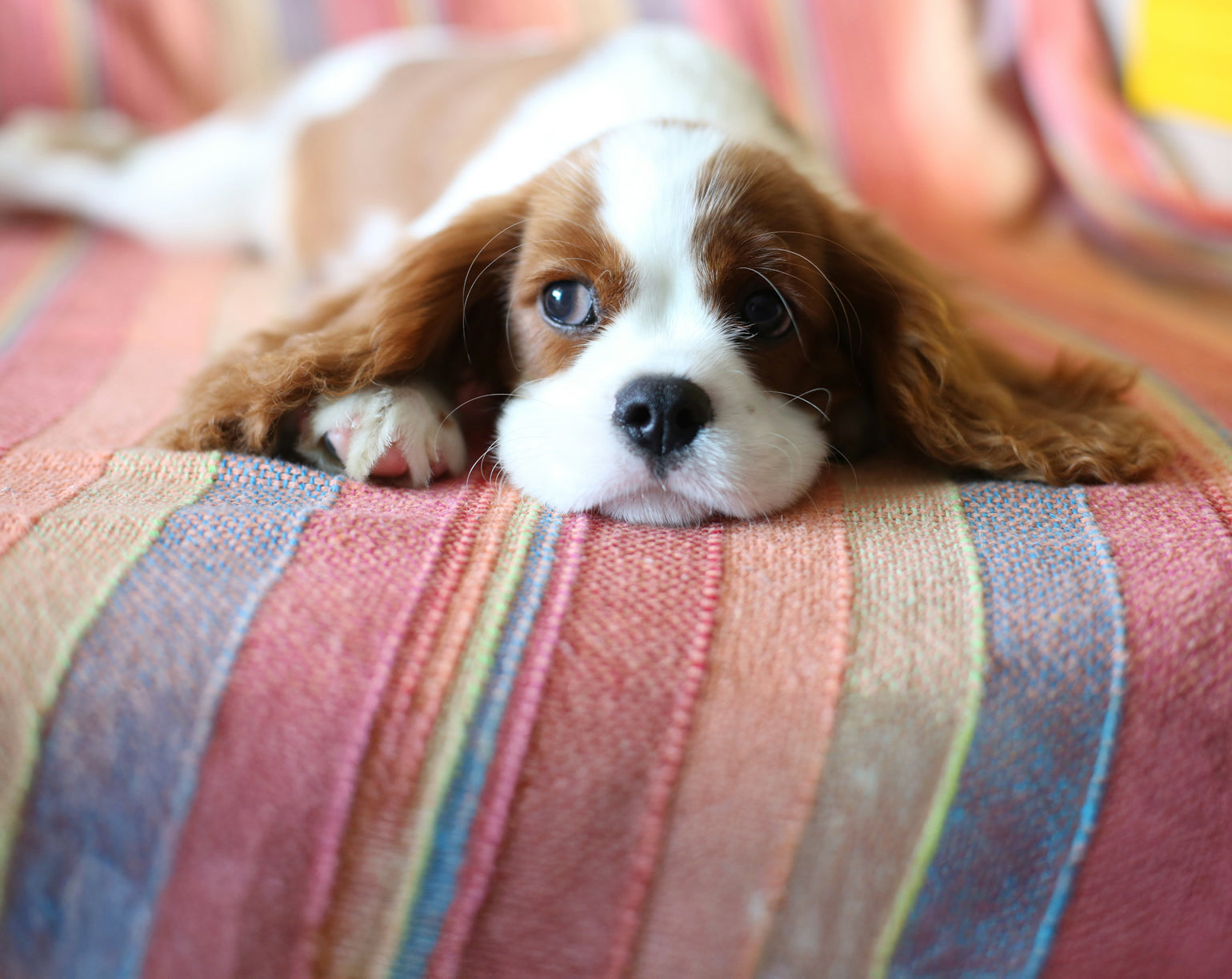 Small dog lying on a colourful striped blanket