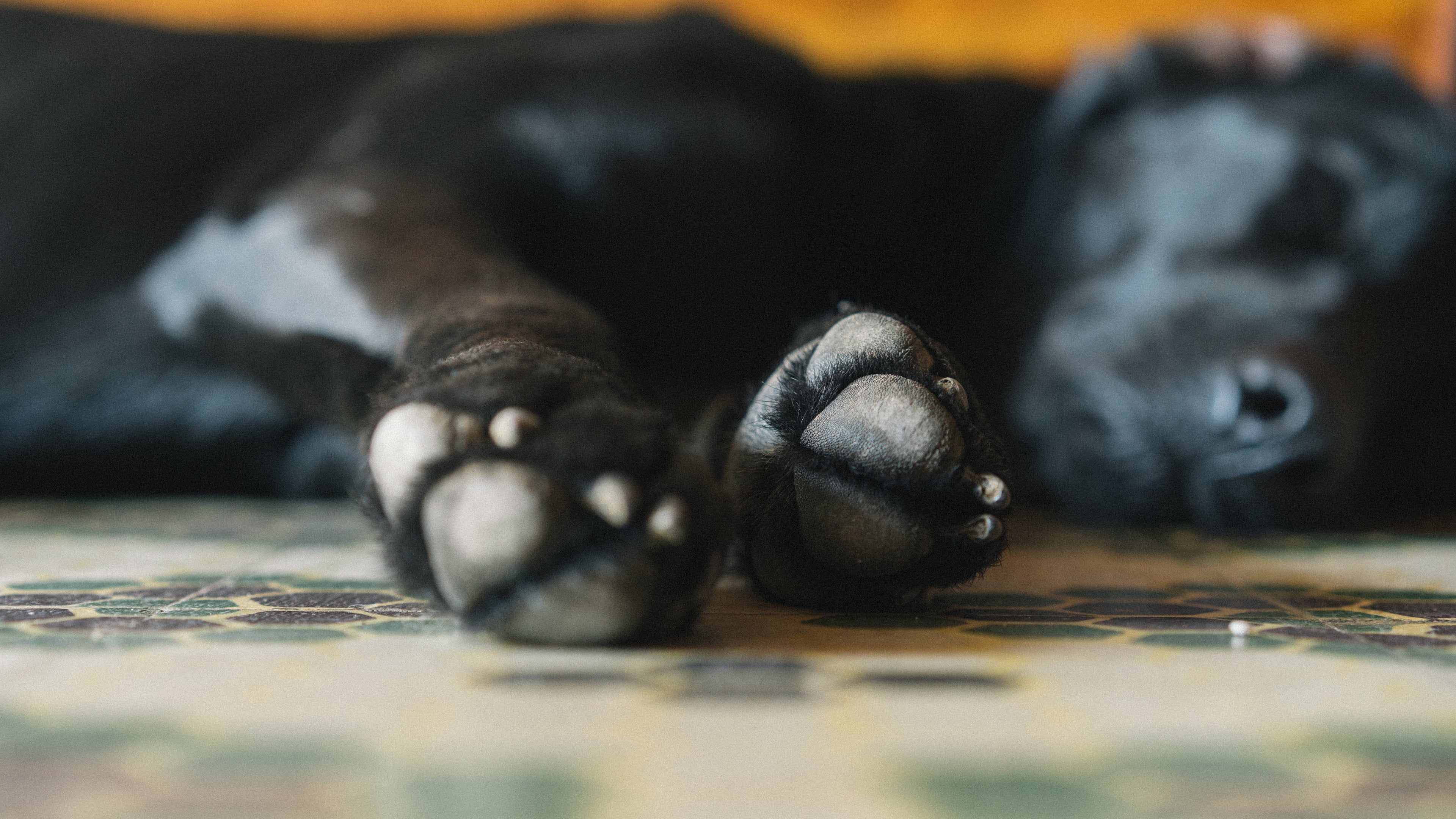 close up of blaack dog paws with dog asleep on floor