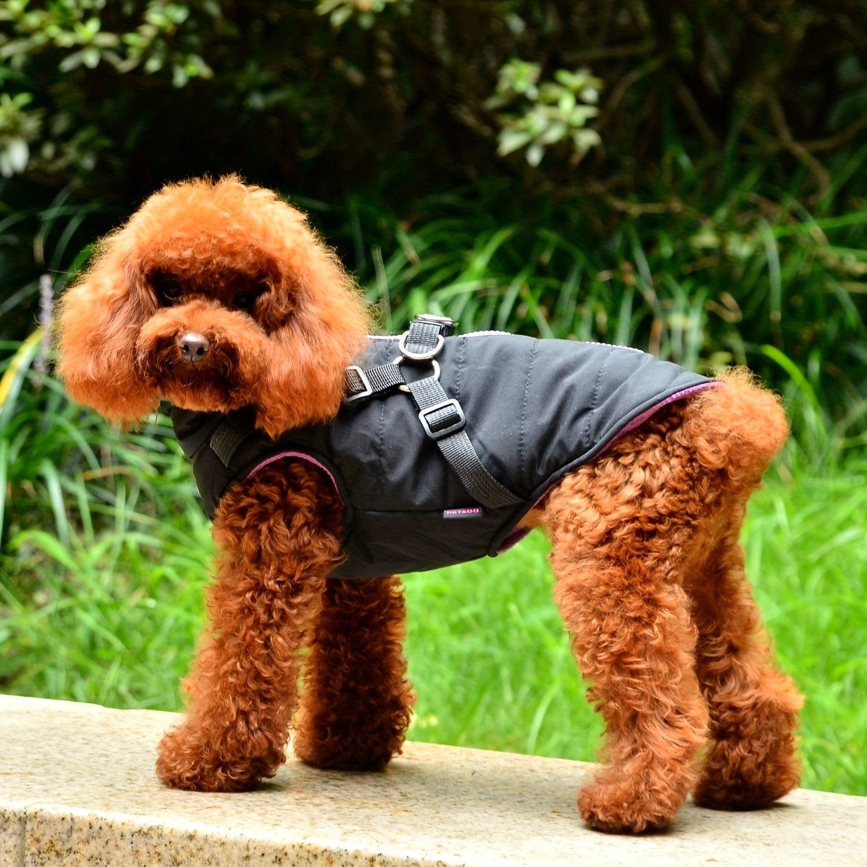 Warm Padded Dog Vest with Harness