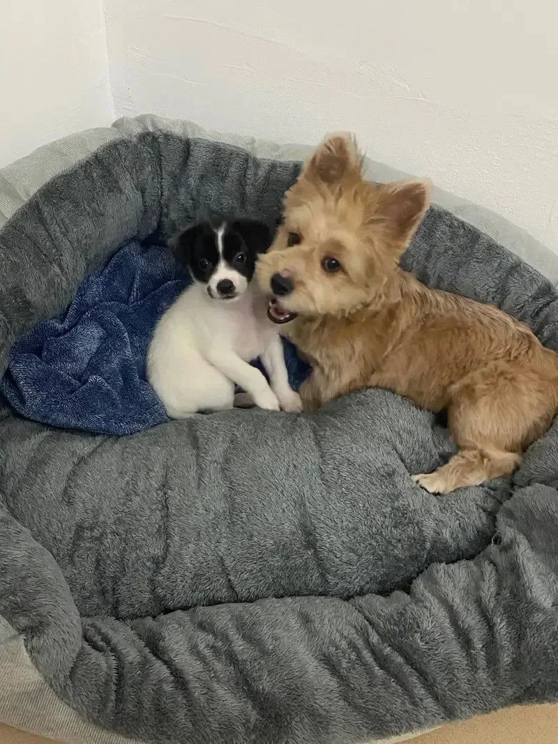 Two dogs, one black and white and one brown, sitting on a gray pet bed.