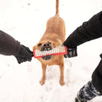 Dog pulling a red dog toy in the snow with two hands holding it