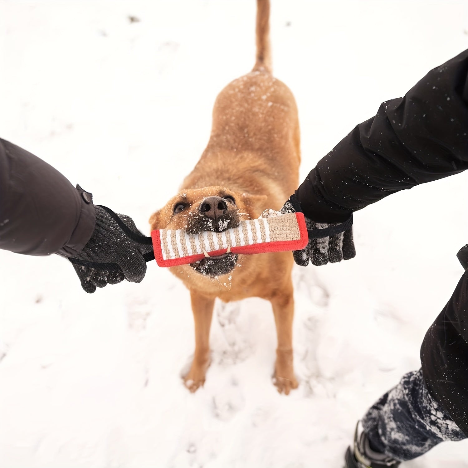 Dog pulling a red dog toy in the snow with two hands holding it