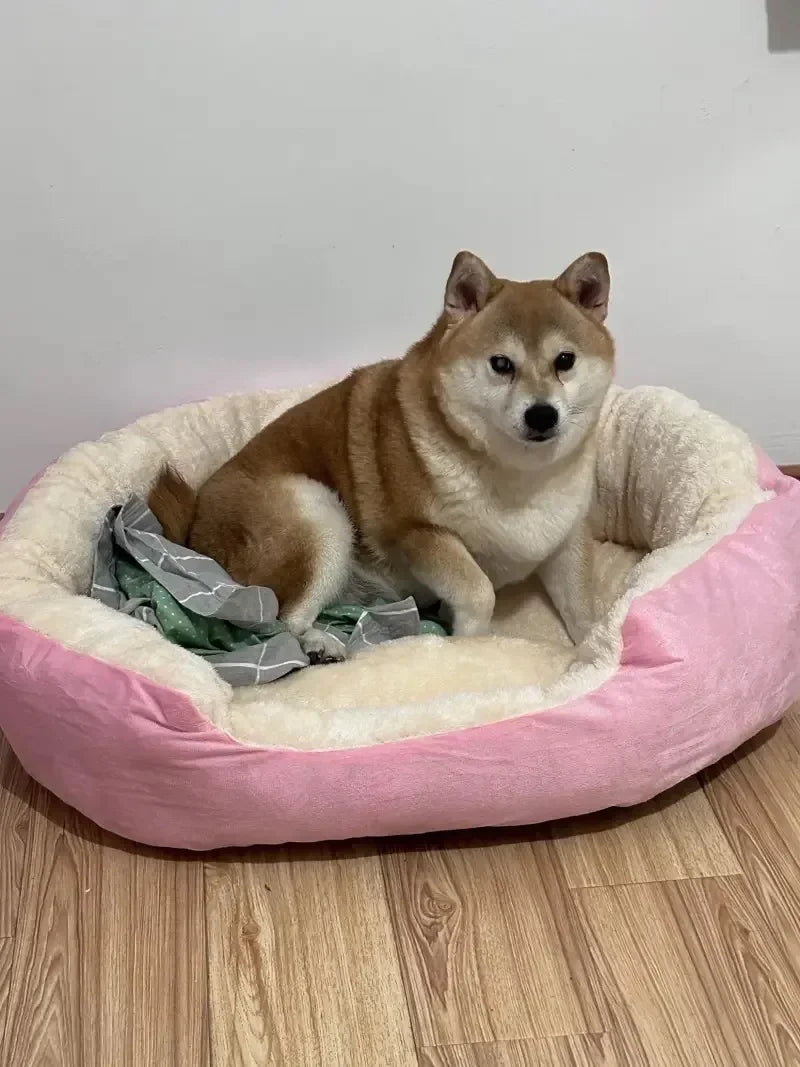 Dog sitting on a pink and beige pet bed with a white wall in the background